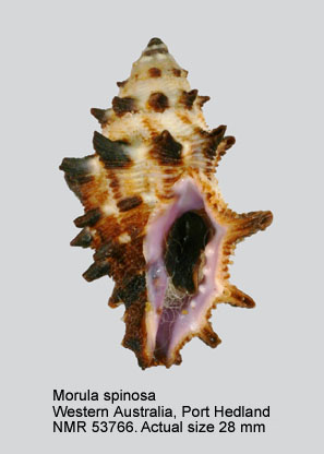 Morula spinosa.jpg - Morula spinosa(H.& A.Adams, 1853)
